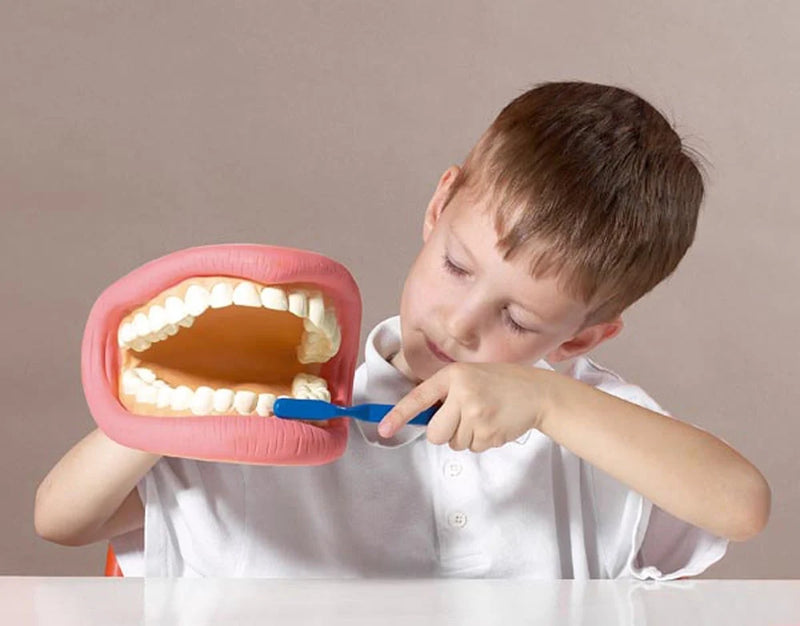 Load image into Gallery viewer, Anatomical model of complete dentition