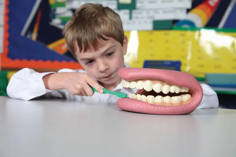 Load image into Gallery viewer, Anatomical model of complete dentition