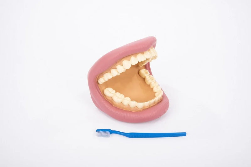 Load image into Gallery viewer, Anatomical model of complete dentition