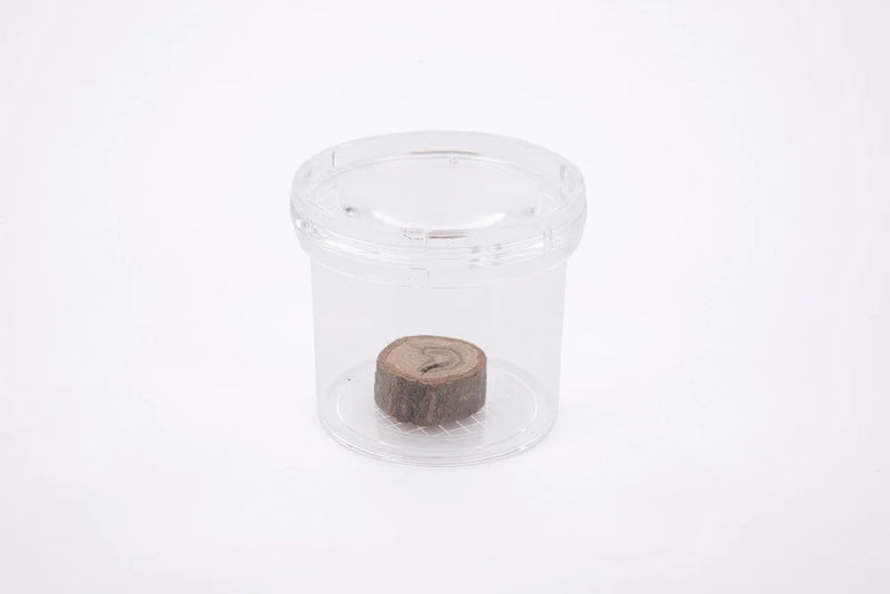 Load image into Gallery viewer, Insect Viewer with Magnifying Glass