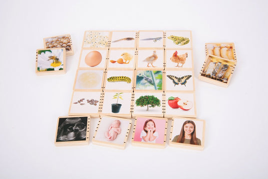 Peças ciclo da vida em madeira