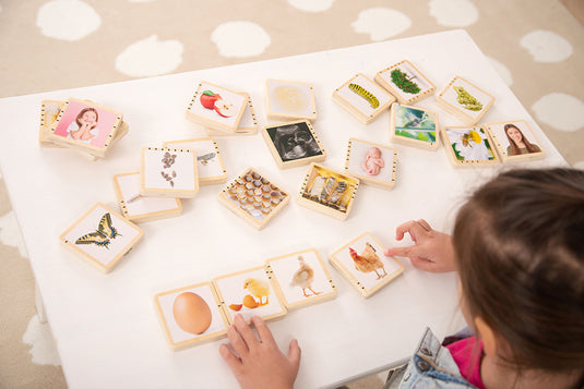 Partes del ciclo de vida de la madera