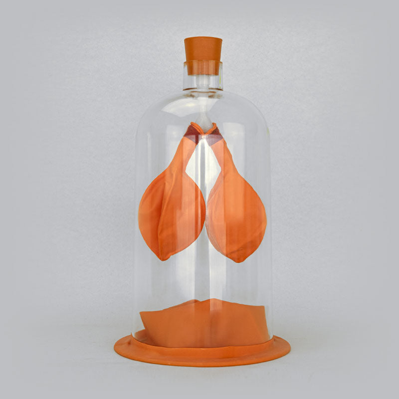 Load image into Gallery viewer, Lung demonstration apparatus