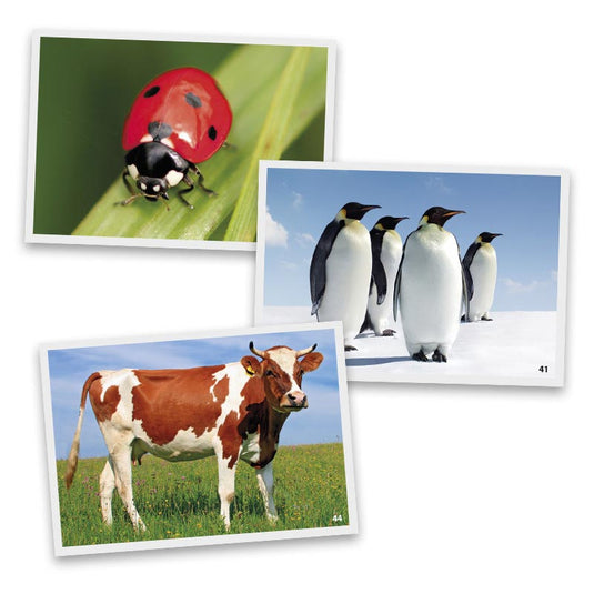 Jogo fotos de animais