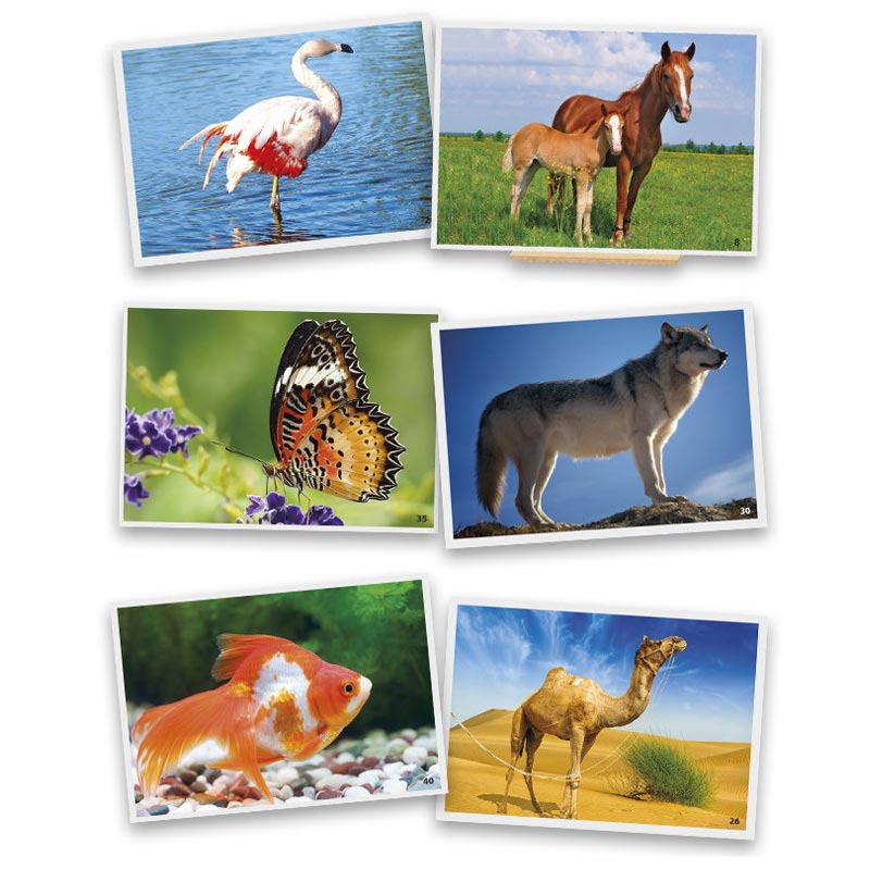 Carregar imagem para visualizador de galeria, Jogo fotos de animais