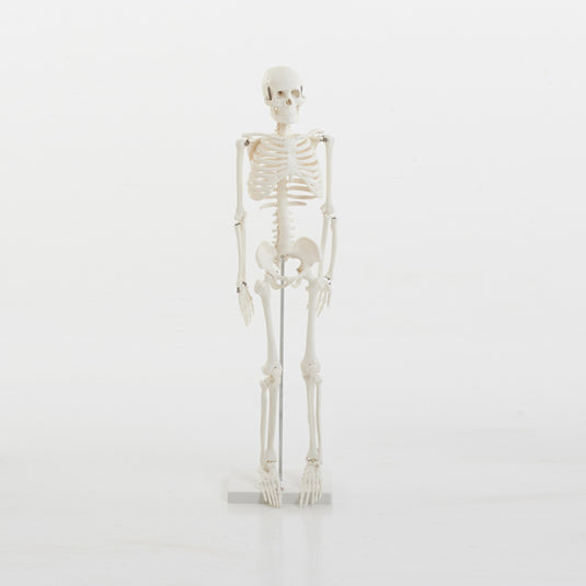Mini esqueleto humano