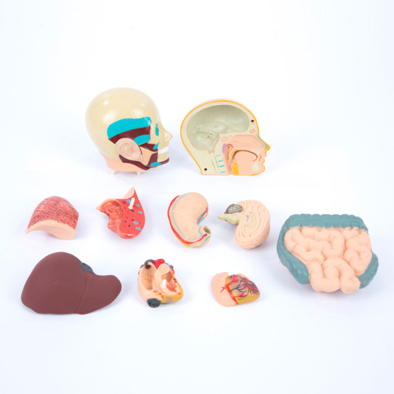 Load image into Gallery viewer, Mini human torso 50 cm (11 parts)