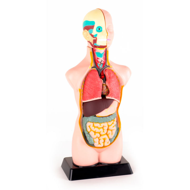 Load image into Gallery viewer, Mini human torso 50 cm (11 parts)