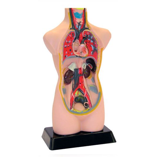 Mini torso humano 50 cm (11 partes)