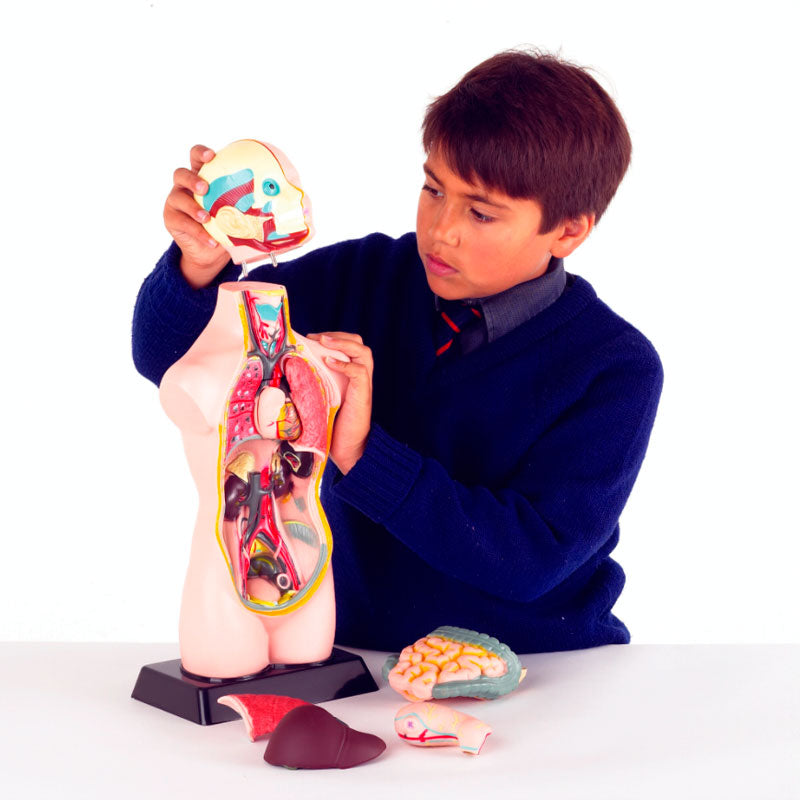 Load image into Gallery viewer, Mini human torso 50 cm (11 parts)