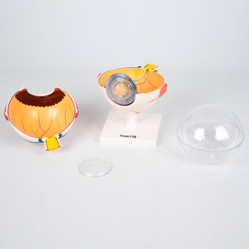 Load image into Gallery viewer, Anatomical model of the eye magnified 4X