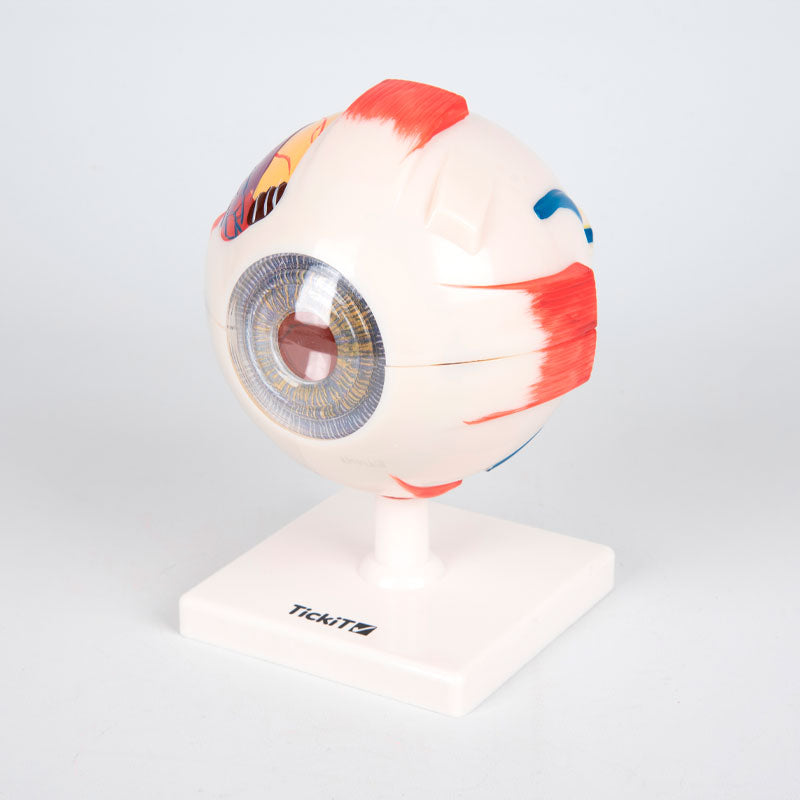 Load image into Gallery viewer, Anatomical model of the eye magnified 4X