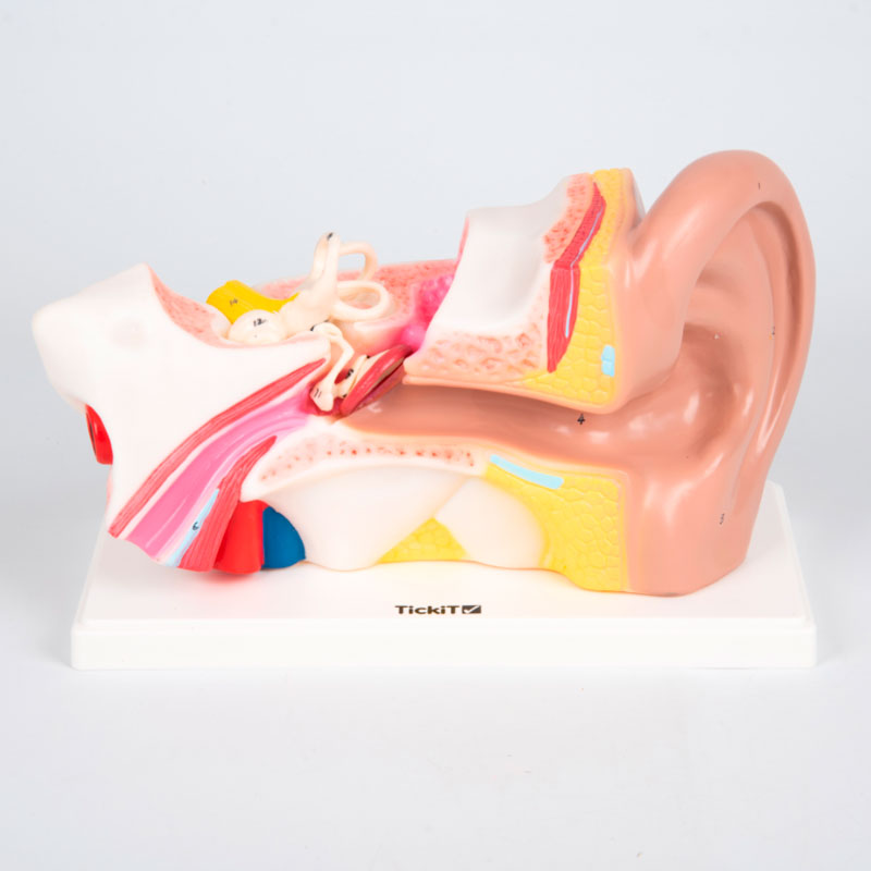 Load image into Gallery viewer, Anatomical model of the ear enlarged 4X