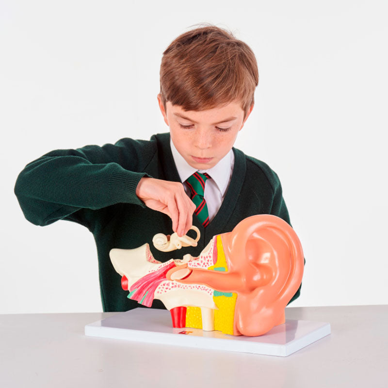 Load image into Gallery viewer, Anatomical model of the ear enlarged 4X