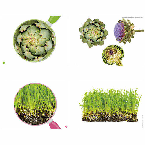 Zoom: o mundo vegetal