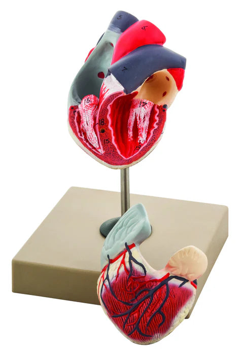 Life-size anatomical heart model (2 parts)