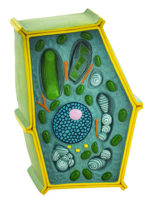 Modelo de Célula Vegetal em Pé