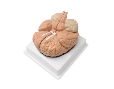 Anatomical model of the human brain (2 parts)