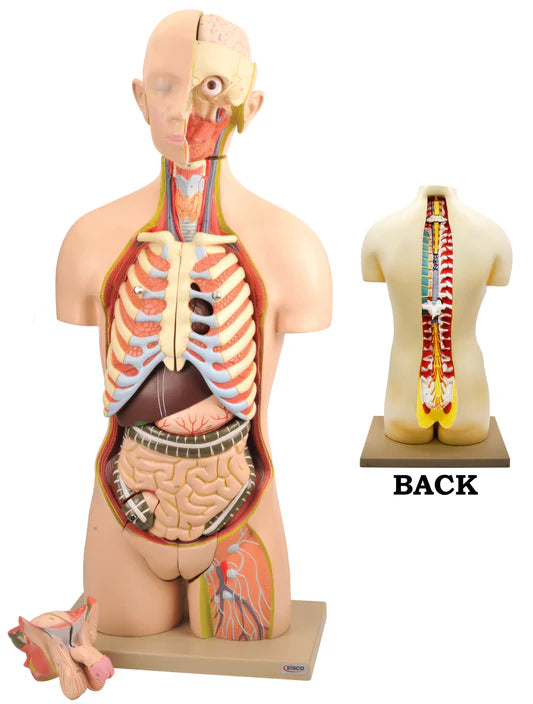 Torso Humano tamanho natural duplo sexo com costas abertas 28 peças