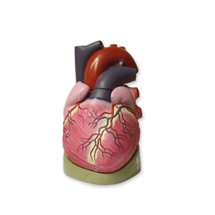 Anatomical model of the heart enlarged 3 times