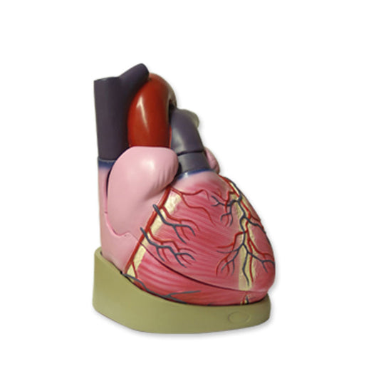Modelo anatómico do coração aumentado 3 vezes