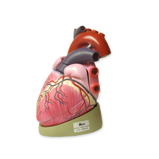 Anatomical model of the heart enlarged 3 times