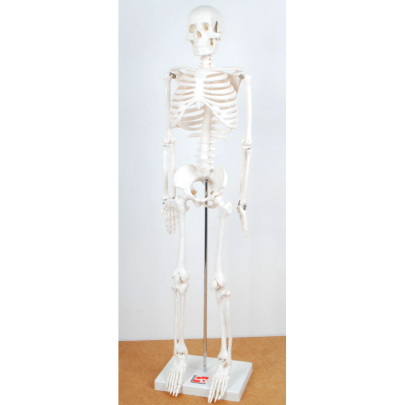 Carregar imagem para visualizador de galeria, Mini esqueleto humano (altura 85 cm)
