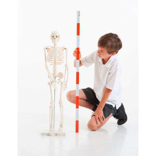Mini esqueleto humano (altura 85 cm)