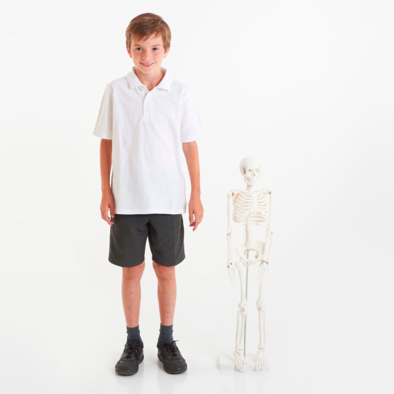 Carregar imagem para visualizador de galeria, Mini esqueleto humano (altura 85 cm)
