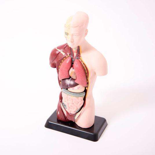 Mini torso humano desmontable en 8 partes