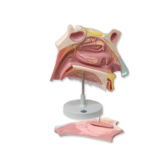 Modelo anatómico da cavidade nasal