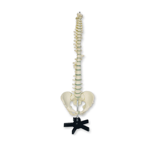 Modelo anatómico coluna vertebral e pélvis