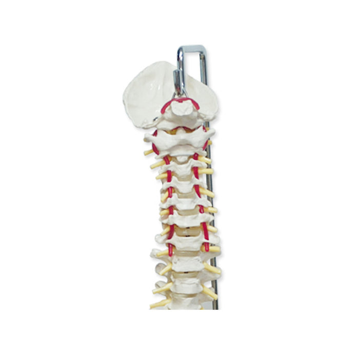 Modelo anatómico de coluna vertebral flexível