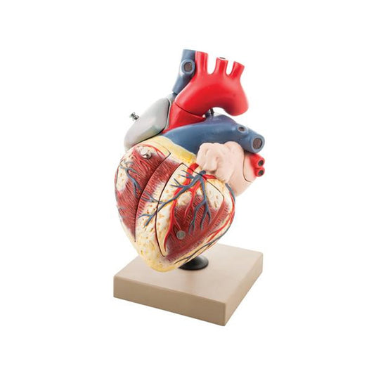 Modelo anatómico do coração aumentado 5X