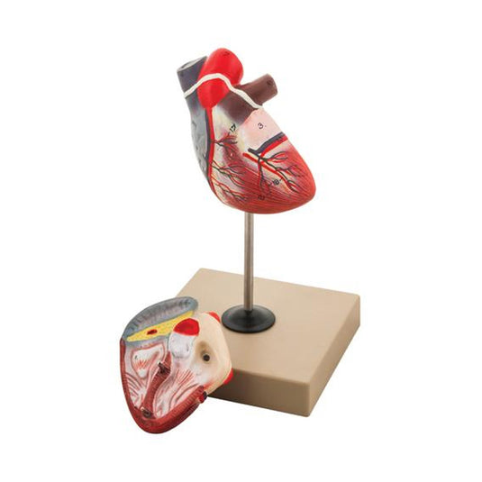 Modelo anatómico do coração dissecado em 2 partes
