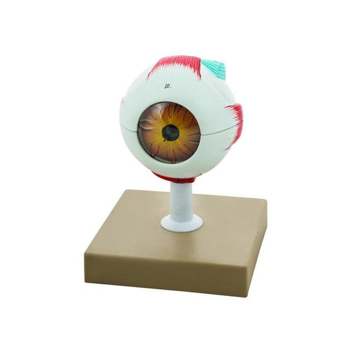 Modelo anatómico do olho aumentado 3X