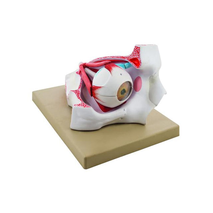Anatomical model of the eye and bony orbit – ABC Escolar