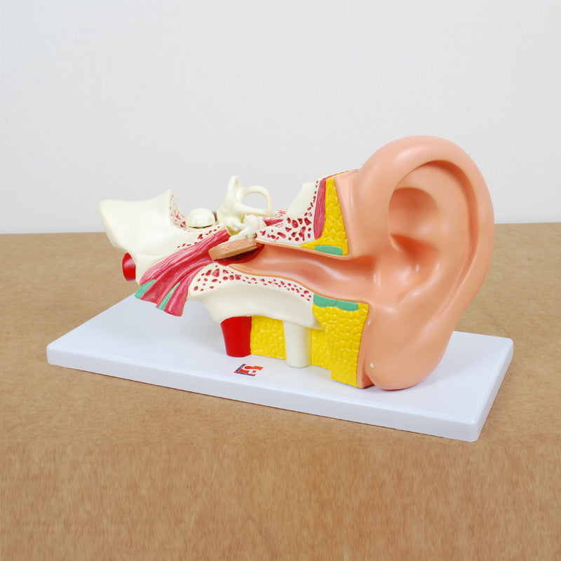 Carregar imagem para visualizador de galeria, Modelo anatómico do ouvido aumentado 4X
