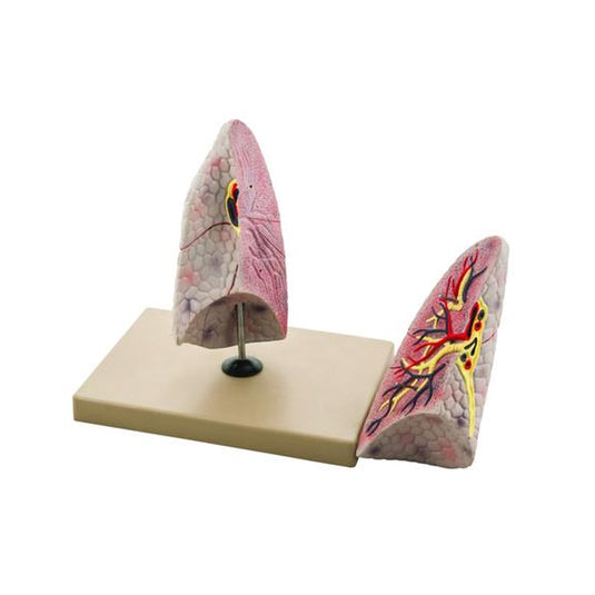 Modelo anatómico do pulmão direito