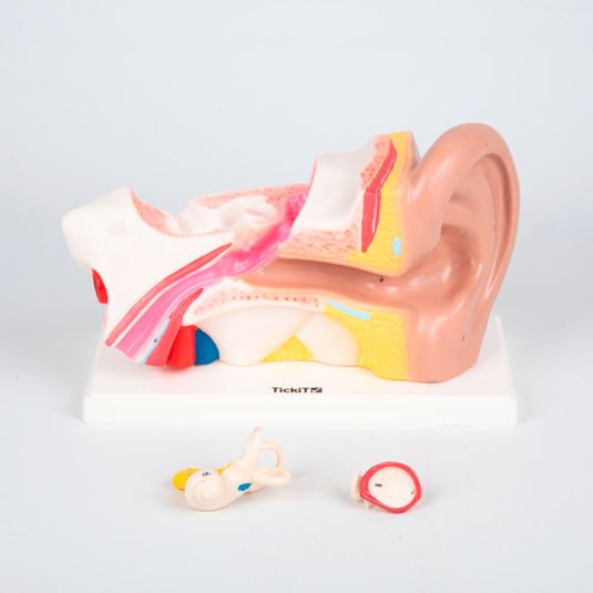 Modelo anatómico del oído magnificado 4X