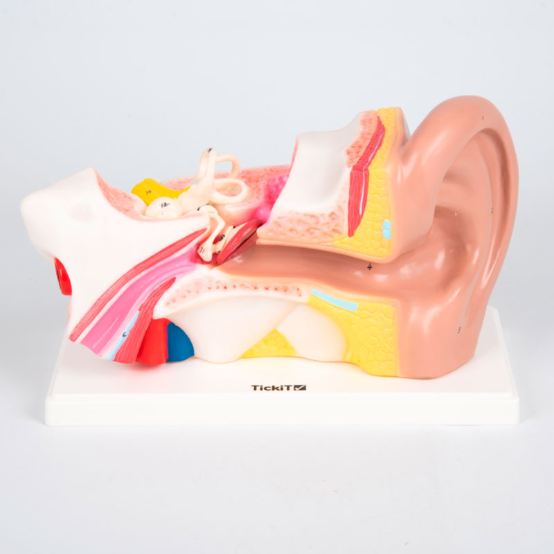 Carregar imagem para visualizador de galeria, Modelo anatómico do ouvido aumentado 4X
