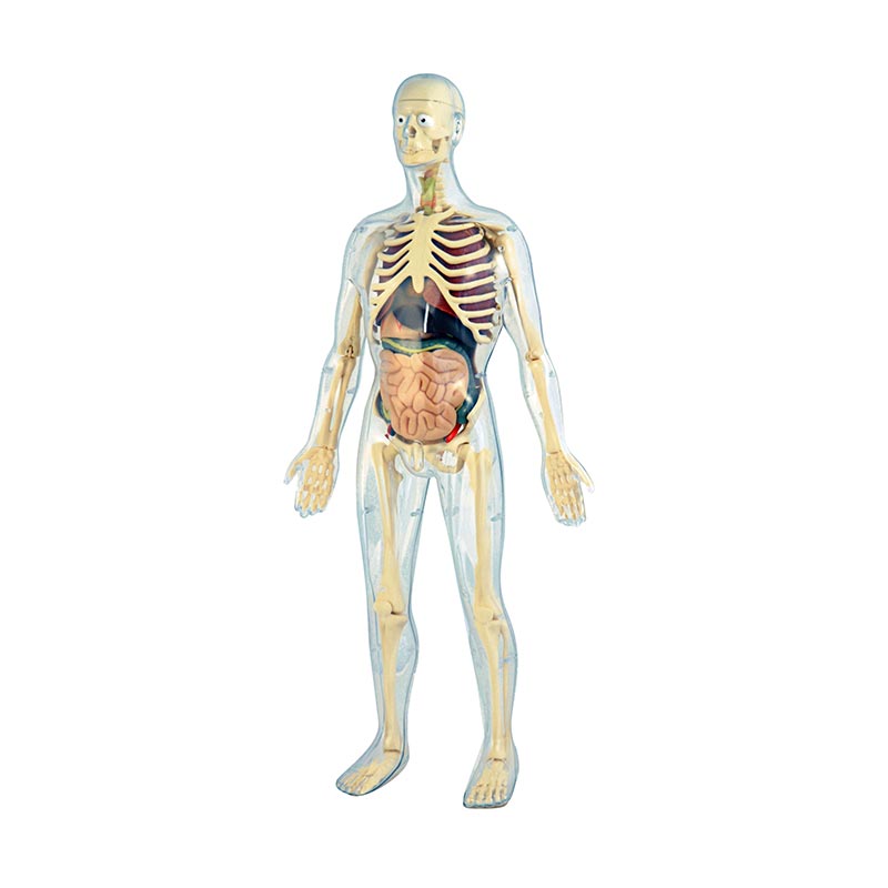 Carregar imagem para visualizador de galeria, Modelo anatómico transparente com esqueleto
