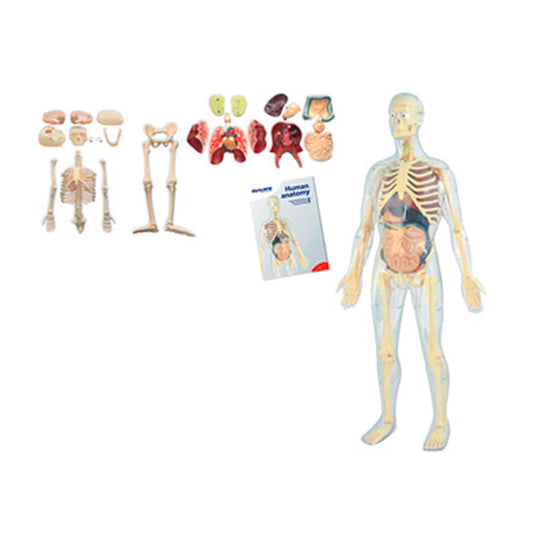 Modelo anatómico transparente com esqueleto