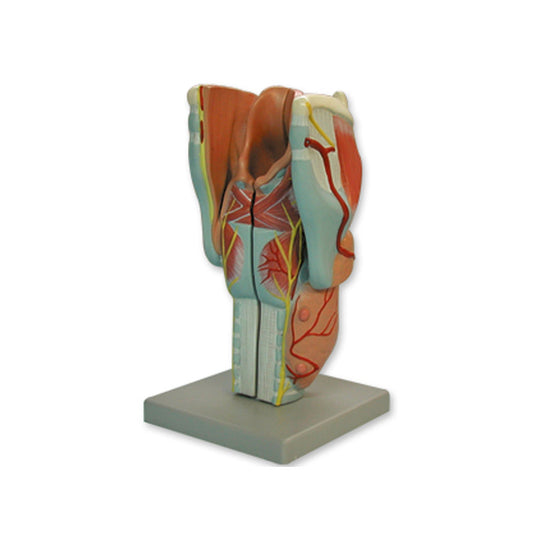 Modelo anatómico da laringe