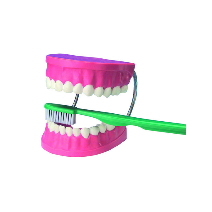 Modelo de higiene dentária com escova gigante
