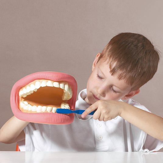 Modelo gigante de higiene dental