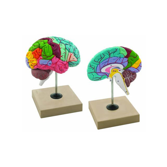 Modelo funcionamento do cérebro humano